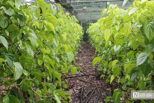 Trồng cây 'đếm lá tính tiền', nông dân Nghệ An thu bạc triệu dịp cận Tết
