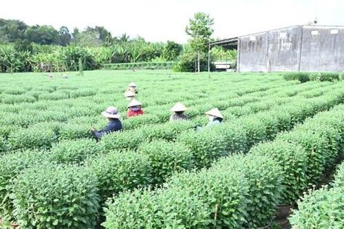 Làng hoa Thống Nhất vào vụ Tết: Chạy đua với thời gian 'níu' sắc xuân