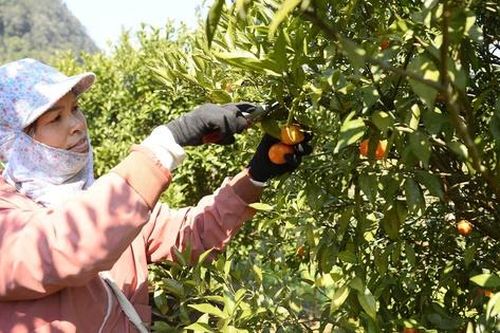 'Sapa thu nhỏ' giữa xứ Thanh và mùa cam đổi đời
