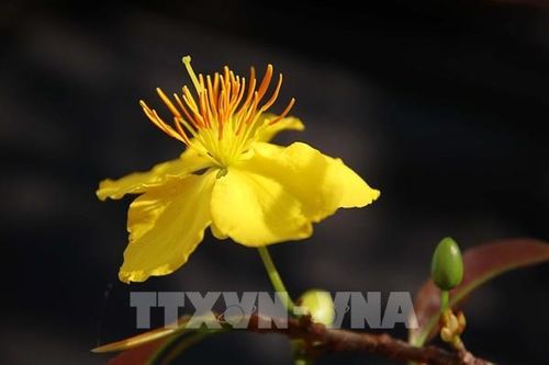 Cách chọn cây mai ngày Tết hút tài lộc, nở đẹp đúng dịp