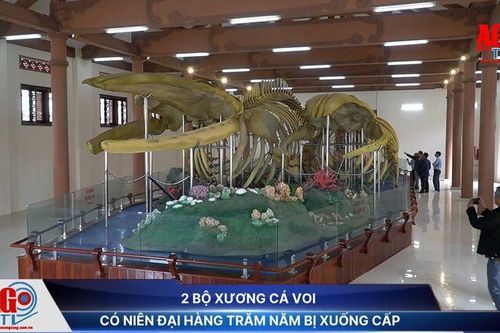 2 bộ xương cá voi có niên đại hàng trăm năm bị xuống cấp