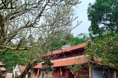 Dấu thiền xưa giữa rừng phong cổ thụ