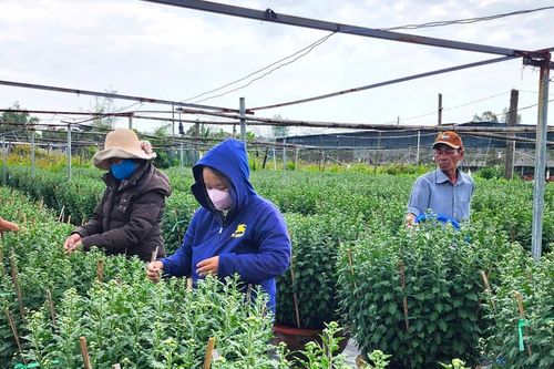 Sắc xuân ở những làng hoa truyền thống