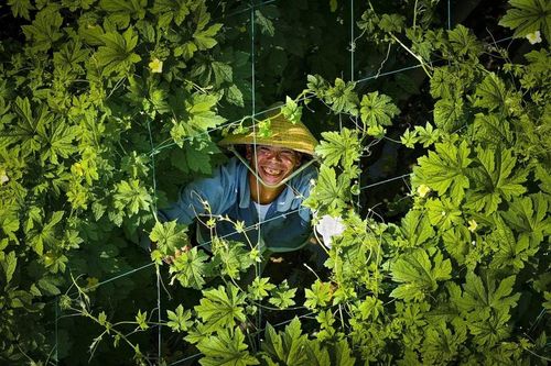 Gia Lai: Đảm bảo nguồn cung rau an toàn phục vụ Tết Nguyên đán