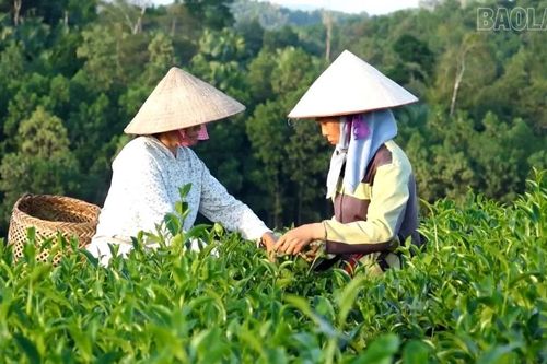 Âu Lâu phát triển làng nghề chè xanh chất lượng cao