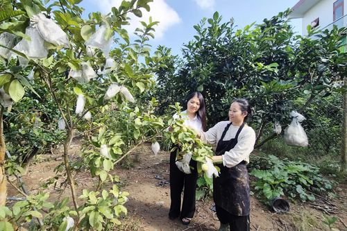 Nữ nông dân phát triển kinh tế giỏi vùng bãi bồi sông Thạch Hãn
