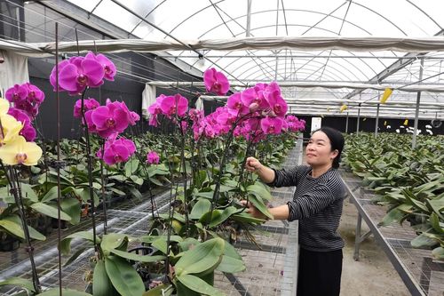 Giữ hoa trên đỉnh Sa Mù