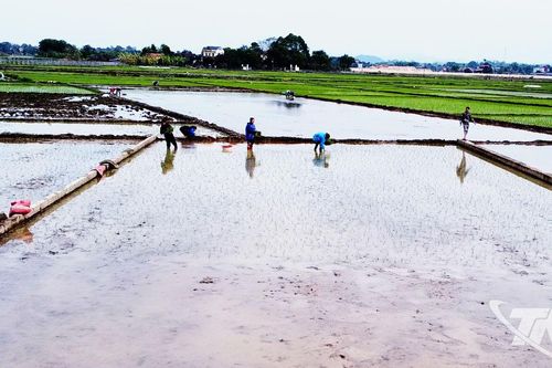 Xây dựng kế hoạch gieo cấy lúa vụ xuân phù hợp với diễn biến thời tiết