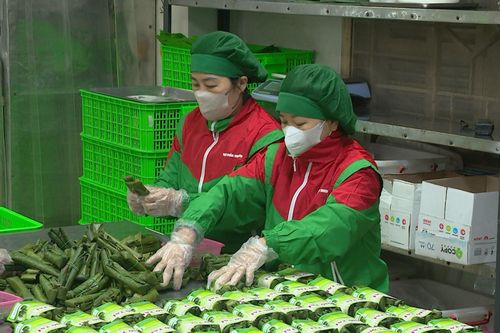 Làng nghề giò, chả Ước Lễ vào vụ Tết