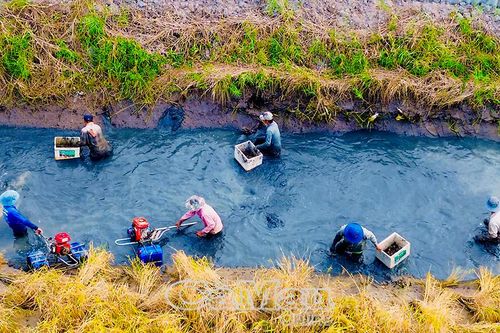 Một ruộng - hai mùa thu hoạch