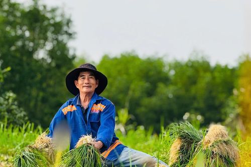 Kiệu được mùa, nông dân phấn khởi
