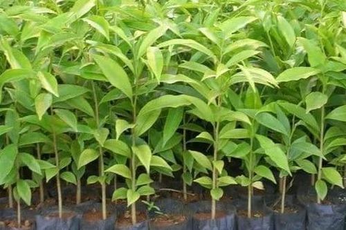 Cây mang theo bầu đất nhập khẩu vào Việt Nam bắt buộc phải có giấy phép kiểm dịch