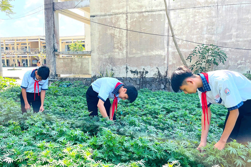 Cần Thơ: Lan tỏa 'Nụ cười Xuân' từ những chậu hoa, luống rau học đường