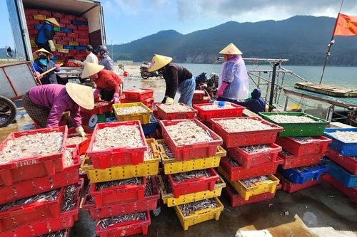 Ngư dân Bắc miền Trung trúng đậm cá cơm biển dịp giáp tết