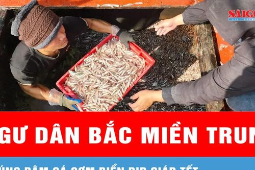 Ngư dân Bắc miền Trung trúng đậm cá cơm biển dịp giáp tết