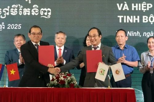 Tây Ninh phấn đấu đạt tổng công suất chế biến khoai mì khoảng 4 – 4,5 triệu tấn củ/năm