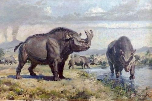 Loài thú móng guốc kỳ dị có sừng chữ Y, họ hàng với tê giác