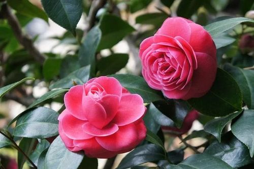 6 loại hoa trồng trước cửa nhà đón Tết, cả năm tài lộc
