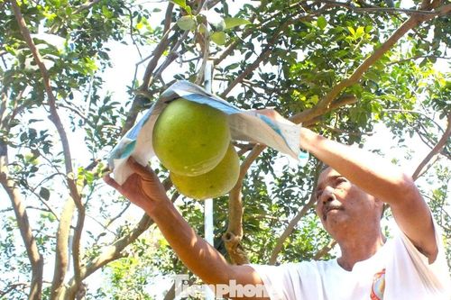 Về Làng thông minh xem nông dân chăm bưởi sạch phục vụ Tết