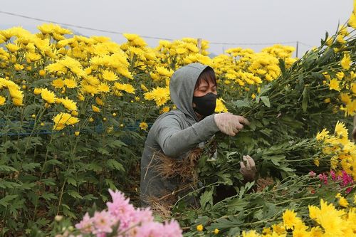 Mỏi tay chốt đơn ở vựa hoa lớn nhất Quảng Ninh, nông dân thu hơn nửa tỷ đồng