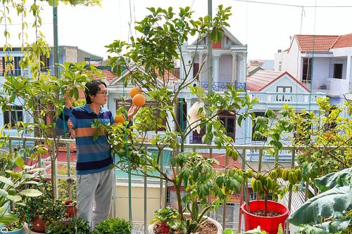 Vợ chồng Thanh Hóa làm vườn trên cao giữa lòng phố, nuôi cá, chăn đàn gà 48 con