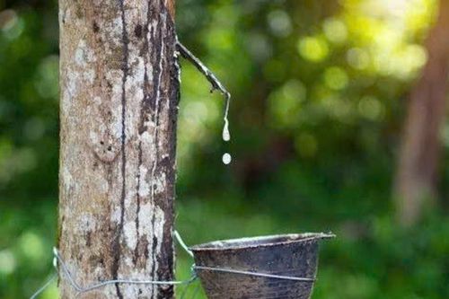 Giá cao su hôm nay 26/1: Sàn Thượng Hải tăng vọt gần 7%, thị trường nội địa ổn định