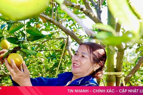 Gần 1.500 ha cây trồng ở Hà Tĩnh theo tiêu chuẩn VietGAP, hữu cơ