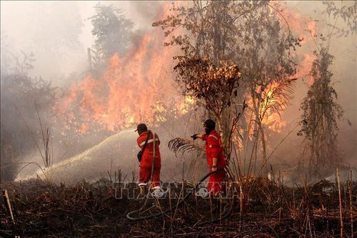 Cháy rừng bùng phát tại nhiều khu vực ở Indonesia giữa mùa mưa