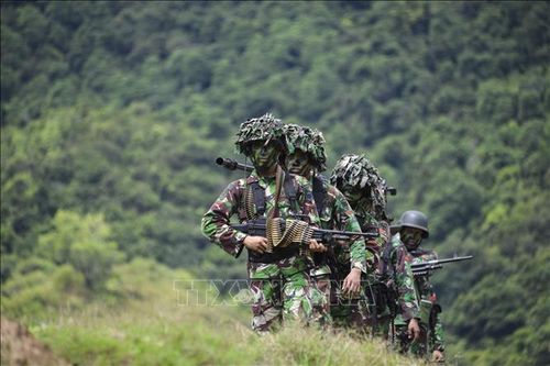 Indonesia triển khai binh sĩ để hạn chế vấn đề xung đột giữa voi rừng và người