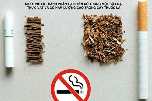 Làm rõ về độc tính của nicotine để phòng chống đúng tác hại của thuốc lá