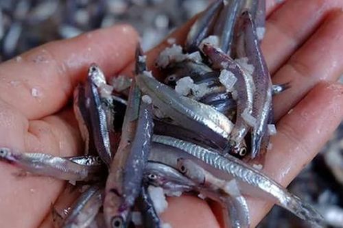 Loại cá 'nhà nghèo' lại là kho thuốc quý với cơ thể, chợ Việt bán rẻ như cho