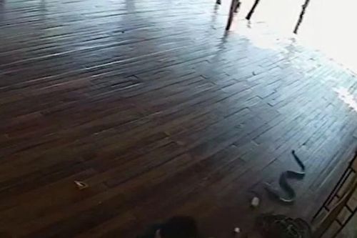 Đang nằm lướt điện thoại, người đàn ông hoảng loạn khi trăn trườn qua người