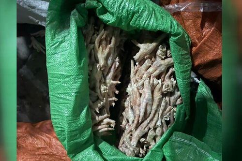 Bắt vụ vận chuyển 800kg vú heo nhập lậu