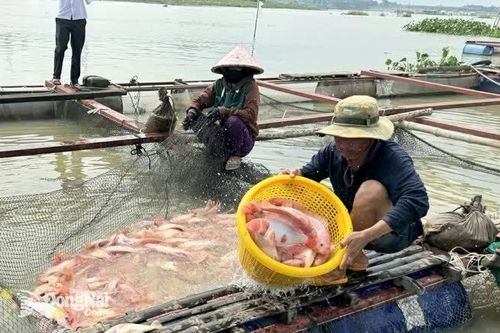 Nâng cao chất lượng nông lâm thủy sản giai đoạn 2026-2030 trên địa bàn tỉnh
