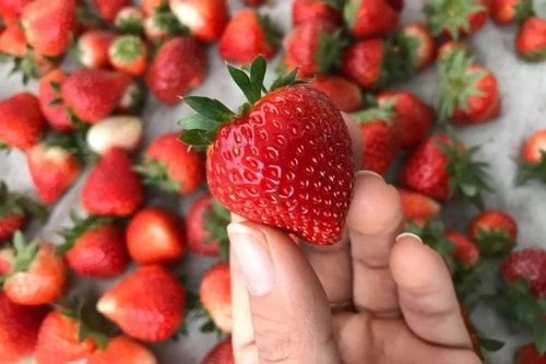 Giảm cân và đẹp da nhờ ăn dâu tây mỗi ngày