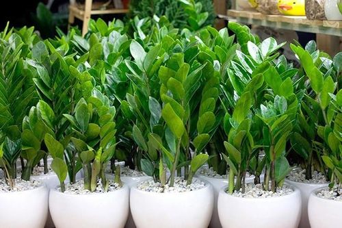 Những loại cây cảnh quen thuộc nhưng chứa độc tố