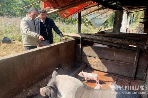 Giá lợn xuất chuồng tăng cao