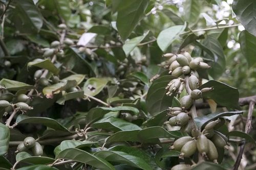 Làng Sang: Cây nhót trái vụ mang lại hiệu quả kinh tế cao