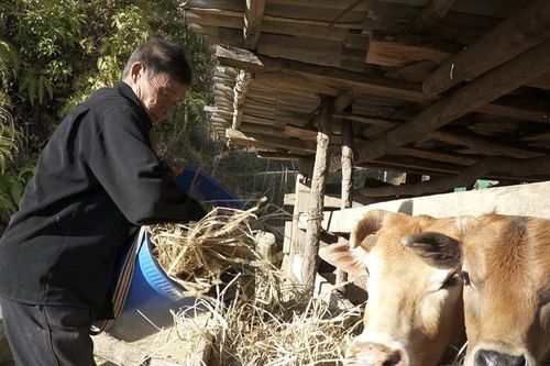 Người cao tuổi Púng Luông phát huy vai trò gương mẫu