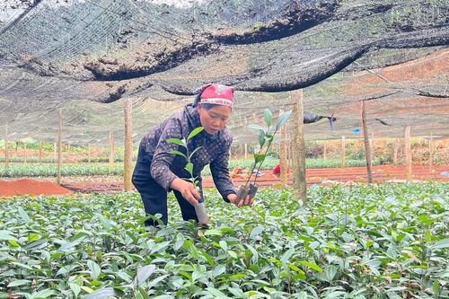 Chuẩn bị hơn 81 triệu cây giống phục vụ trồng rừng