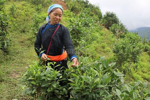 Toàn tỉnh có trên 2.575 ha cây trồng đạt tiêu chuẩn VietGAP, hữu cơ