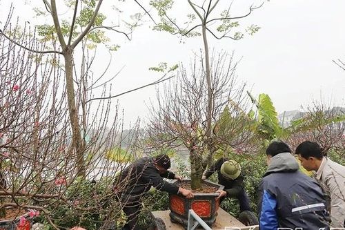 Làng hoa vào vụ Tết