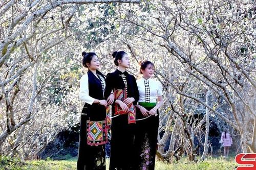 Tinh khôi mùa hoa mận Chiềng Cơi
