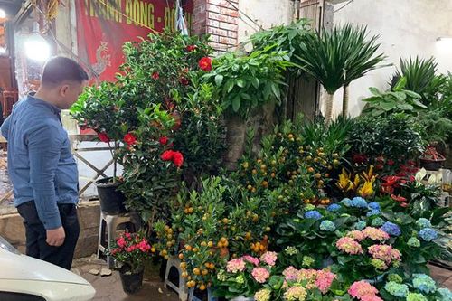 Thị trường hoa, cây cảnh Tết: Sức mua còn dè dặt