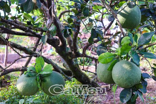 Rộn ràng mùa bưởi Tết ở Khánh Hưng
