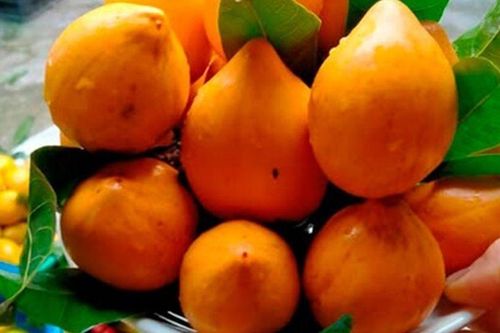 Loại quả xưa chín rụng đầy sân nay thành đặc sản, trồng một lần thu hoạch nhiều năm, tốt cho sức khỏe