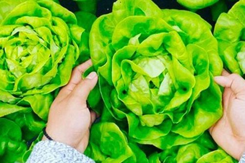 Loại rau 'tốt bậc nhất thế giới' ở Việt Nam được trồng bạt ngàn thành đặc sản, giá từ 15.000 đồng/kg, tốt cho sức khỏe