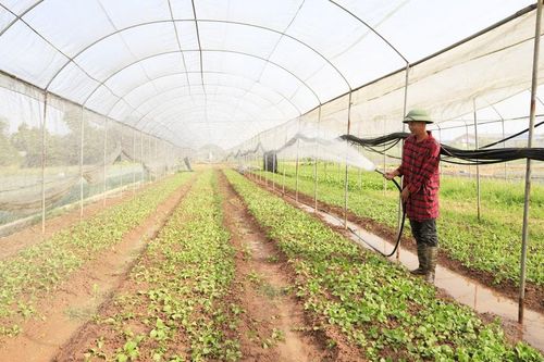 Quỹ đất nông nghiệp Hà Nội ngày càng giảm:Từng bước xác lập hướng đi mới