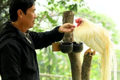 Người đàn ông U60 và bộ sưu tập những giống gà 'nhất thế giới'
