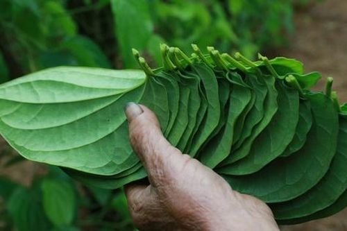 Tết đến, cả làng lại tất bật 'đếm lá tính tiền'